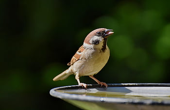 bird, sparrow, ornithology, species, fauna, avian, animal, beak, wildlife, sperling, songbird