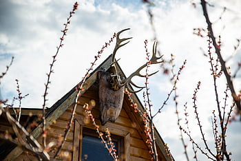 deer, antlers, animal, horns, nature, trophy, hunting Trophy, cottage, bone, death, hart