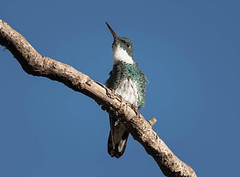 kolibri, fågel, djur-, fjädrar, fjäderdräkt, näbb, natur, vilda djur och växter, avian, ornitologi, gren