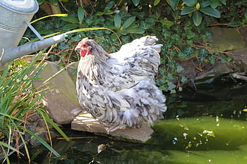 chicken, hen, poultry, animal, farm Animal, outdoors, free Range, agriculture, nature, bird, comb