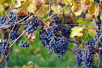 vinice, hrozny, vinná réva, vinařství, Příroda