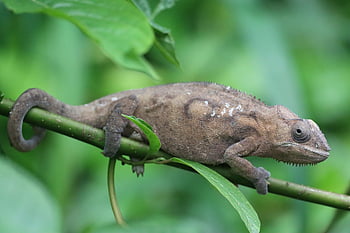 chameleon, reptile, lizard, wildlife, rainforest, nature, forest, camouflage, exotic, zoo, terrarium