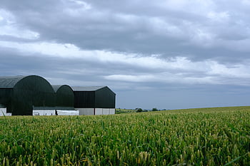 field, grass, farm, house, horizon, sky, clouds, nature, landscape