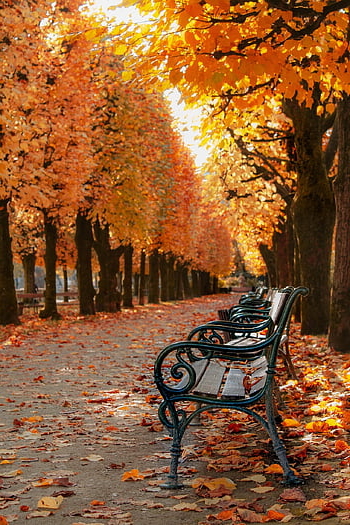 podzim, park, lavice, avenue, silnice, cesta, stromy, listy, Příroda, krajina, podzimní barvy