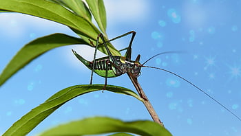 乳頭パッチ、 tettigonia viridissima、 prostoskrzydłe、 昆虫、 動物、 女性、 自然、 無脊椎動物、 工場、 葉、 芝生