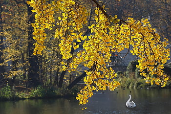 ginkgo, odchodzi, spadek, jesień, Miłorząb dwuklapowy, listowie, żółte liście, jesienne liście, gałęzie, drzewo, staw