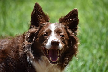 border collie, cane, animale, mammifero, canino, animale domestico, domestico, natura, ritratto, carina, all'aperto