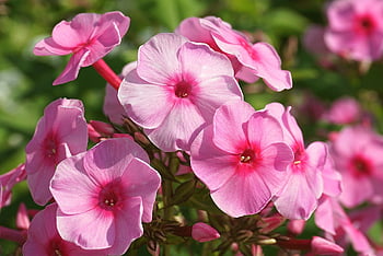 flowers, phloxes, plants, cereal, the Buds, flora, phlox, bloom, flower, botany, angiosperms