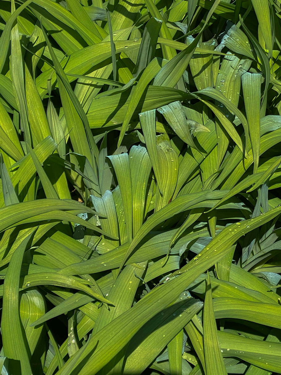 Carex planginea, svěží zelené listy, zahrada, slunečního světla, zářivá zelená, kapky vody, lesknoucí se, detail, rostlina, Příroda, venkovní
