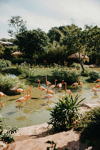 rózsaszín flamingók, flamingók állománya, Tanzániai vizes élőhely, buja növényzet, lebegő madarak, ingovány, vadvilág fotózás, természetes élőhely, trópusi madarak, vizes táj, flamingo állomány