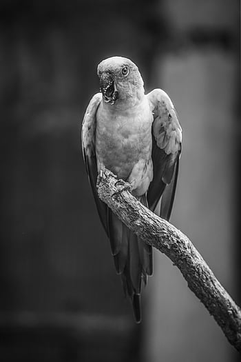 blue-throated Parrot, animal, nature, natural, surprise, bird, parrot, black And White
