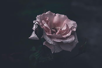 pinke Rose, Rose, pinke Blume, Tröpfchen, Regen fällt, nach dem Regen, launisch, düster, Natur, dunkel, Rosa