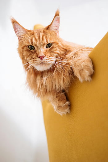 Maine Coon, ginger cat, fluffy fur, whiskers, yellow chair, close-up shot, adorable cat, relaxing cat, Maine Coon cat, pet photography, animal photography