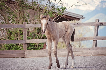 foal, horse, ranch, pony, baby Animal, dun, blaze, nature, animal, mammal, horse Breed
