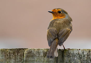 robin, bird, branch, nature, perched, robin Redbreast, european Robin, passerine Bird, animal, wildlife, closeup