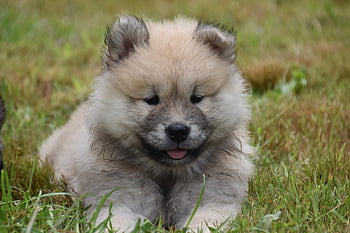 puppy, eurasier, dog, fawn Eurasier, animal, cute, adorable, pet, eurasian Dog, young, little