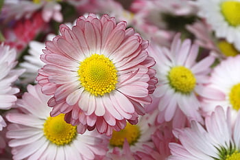 tusindfryd, felt blomster, farverige daisy, forår blomster, blomstring, prydplanter, natur, planter, korn, flora, græs