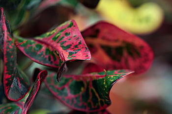 croton, leaves, plant, foliage, nature, flora, closeup, pattern Leaves, crotton