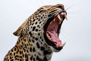 leopard, nature, animal, africa, pattern, fur, wilderness, wildlife, cat, ears, carnivore