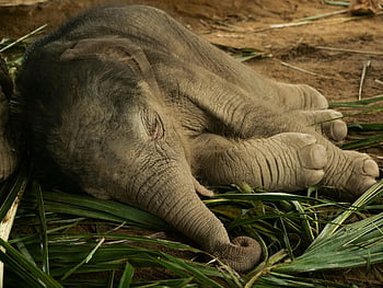 baby elephant, sleeping elephant, Asian elephant, green foliage, Thailand, cute elephant, resting elephant, baby animal, wildlife photography, elephant conservation, nature scene