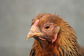 chicken, hen, poultry, animal, outdoors, farm Animal, agriculture, nature, bird, comb, beak
