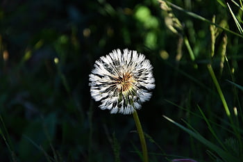 mniszek lekarski, makro, zbliżenie, Szczegół, Natura, ziele, wiosna