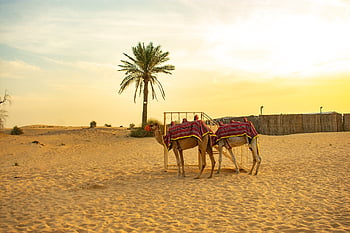 al qudra, poušť, Dubaj, písek, Spojené arabské emiráty, emiráty, Arab, duna, prázdnin, dobrodružství, duny