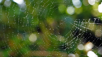 spider Web, water Droplets, glitter, lichtspiel, web, dewdrop, dew Droplets, filigree, noble, tender, fine
