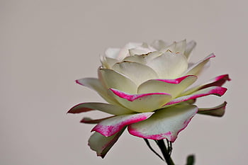 rose, white Rose, white Flower, flower, flower Wallpaper, flower Background, nature, rose Flower, beautiful Flowers, close Up, petals
