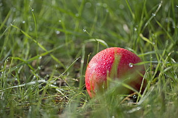 jablko, neočekávané, podzim, červené jablko, ovoce, tráva, louka, rosa, kapky rosy, Příroda, flóra
