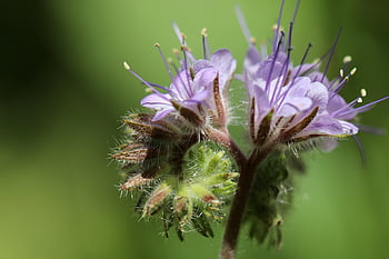 ดอกไม้กระจุก, เพื่อนผึ้ง, ทุ่งหญ้าเลี้ยงผึ้ง, Phacelia, Tufted สวย, ม่วง, raublattgewächs, ดอก, เบ่งบาน, ช่อดอก, ใกล้ชิด