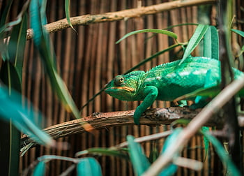 green chameleon, tree branch, vibrant green, close-up, blending surroundings, nature, reptile, wildlife, camouflage, branch, leaves