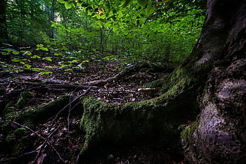 green leafed tree, lush forest floor, moss covered, serene beauty, foliage, forest scenery, natural landscape, greenery, woodland, tranquil setting, mossy ground