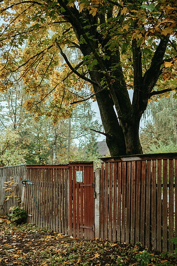 wooden fence, autumn leaves, serene park, yellow leaves, tree, fall season, outdoor scene, natural setting, rustic fence, autumnal colors, peaceful environment