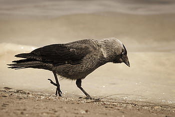 taccola, spiaggia, natura, uccello, Taccola occidentale, Taccola eurasiatica, Taccola europea, passeraceo, aviaria, bianco e nero