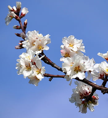 sakura, blomster, kirsebærblomster, hvite kronblade, petals, blomst, blomstre, flora, vårblomster, natur, nærbilde
