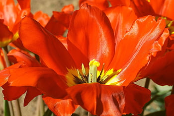 Červené, tulipán, květ, flóra, rostlin, Příroda, zblízka, jaro, zahrada, botanika, tulipány