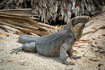 iguana, kadal, tropis, fauna, hewan, kebun binatang, pulau, merapatkan, makhluk hidup, rimba, alam
