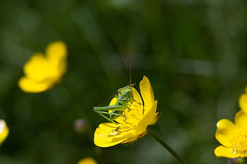 saranče, Velký zelený keř-kriket, hmyz, nymfa, tettigonia viridissima, zblízka, zelená, Příroda, květinové tapety, zvíře, dlouhá tykadla