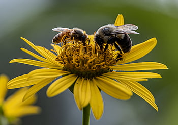 bees, flower, close up, macro, nature, colorful, detail, honey, fresh, plant, bloom