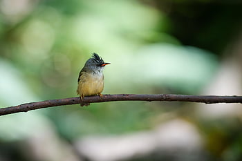 bird, animal, feathers, plumage, wildlife, nature, perched, ornithology, beak, avian, songbird
