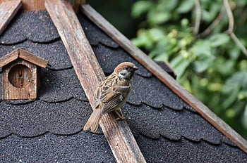 bird, sparrow, sperling, beak, ornithology, species, fauna, animal, songbird, wildlife, nature