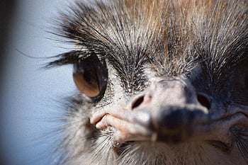pštros hlavu, detailní záběr, pštros tvář, Unikátní funkce, oudtshoorn, Jižní Afrika, Podrobná fotografie, Ostrich oko, pštrosí zobák, pštrosí peří, fotografování divoké zvěře