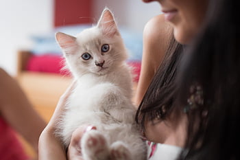 kotě, kočka, ragdoll, plemeno, kočičí plemeno, Kočkovitý, zvědavý, zvědavá kočka, Příroda, domácí zvíře, zvíře