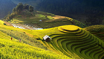 terrazze di riso, Ắk ya, gia lai, Vietnam, paesaggio estivo, Campi di riso lussureggianti, Paesaggio agricolo, campi terrazzati, Vietnam rurale, bellezza naturale, terrazze verdi
