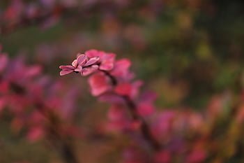 barberry, bunga-bunga indah, bunga-bunga, kelopak, berkembang, mekar, flora, ranting, wallpaper bunga, latar belakang bunga, berberis vulgaris