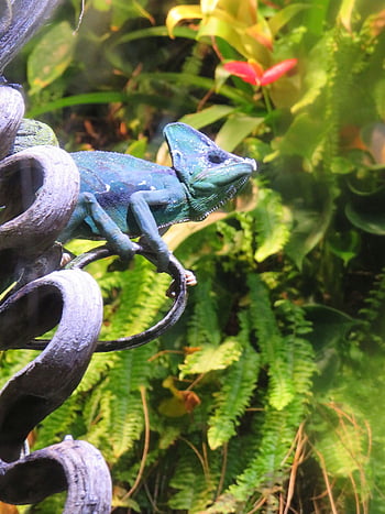 chameleon, green, nature, animals, vegetation, reptiles, camouflage, wild, vertebrates, jungle, colorful