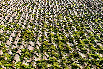 tiles, roof, mossy, moss, old, housetop, architecture, vermoostes Roof, vermost