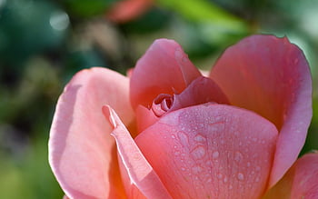 flower, petal, rain, dew, drop, plant, nature