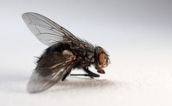 πέταγμα, housefly, έντομο, ζώο, φτερωτά έντομα, φύση, κήπος, υμενοπτέρα, εντομολογία, macro, κοντά